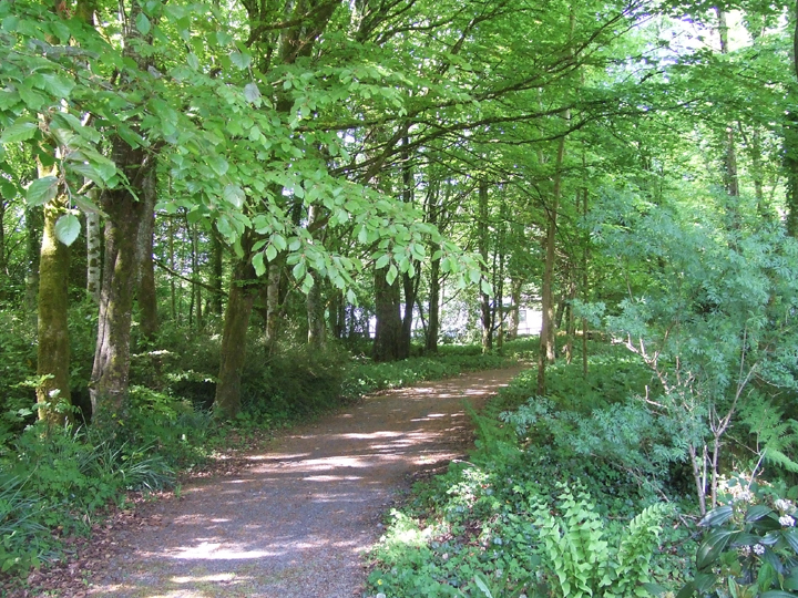 The Woodland Walks